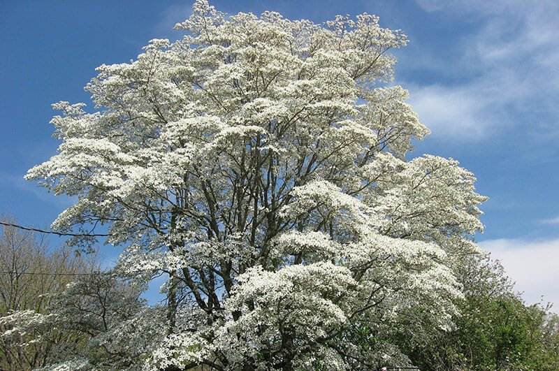 lots of potted plants