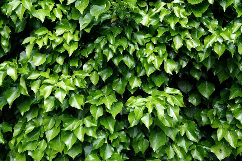 ivy