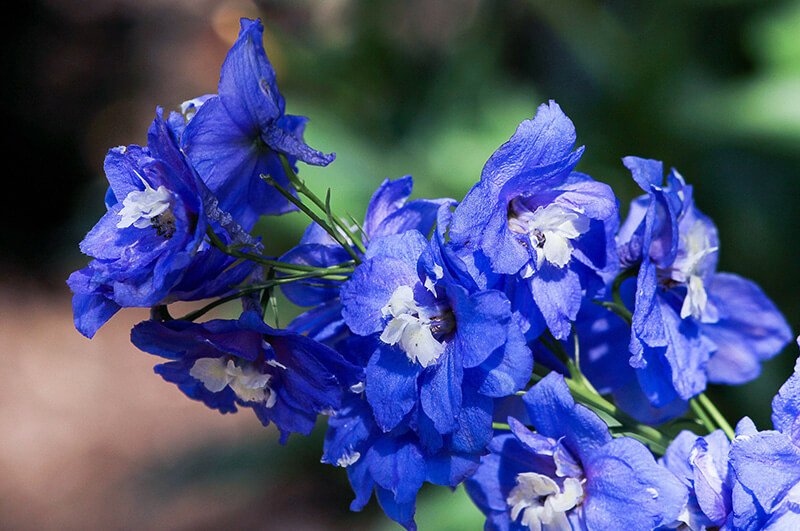 larkspur
