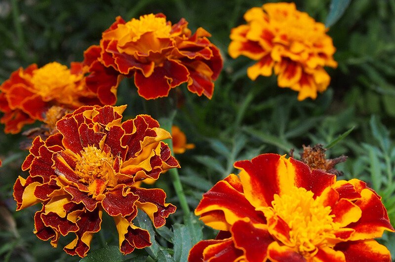marigolds